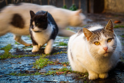 Close-up of cats looking away