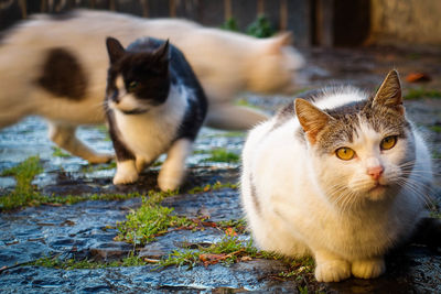 Cats on street outdoors