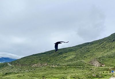 Flying condor 