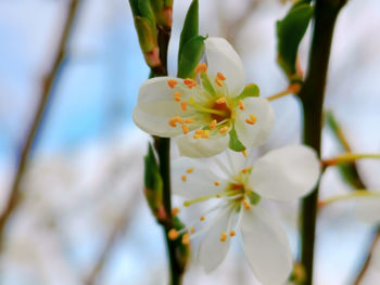 Close-up of white cherry blossom