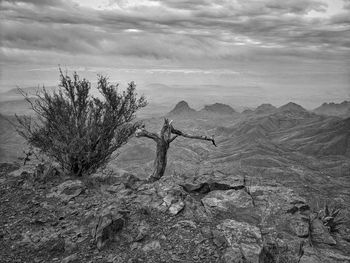 Dead tree on landscape against sky