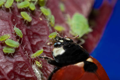 Close-up of insect on plant