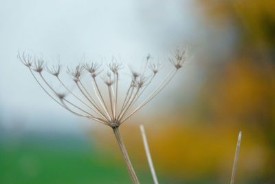 Close-up of flowering plant against sky