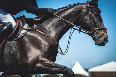 Low section of woman riding horse in competition