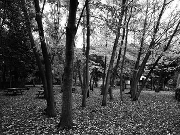 Trees on field against sky