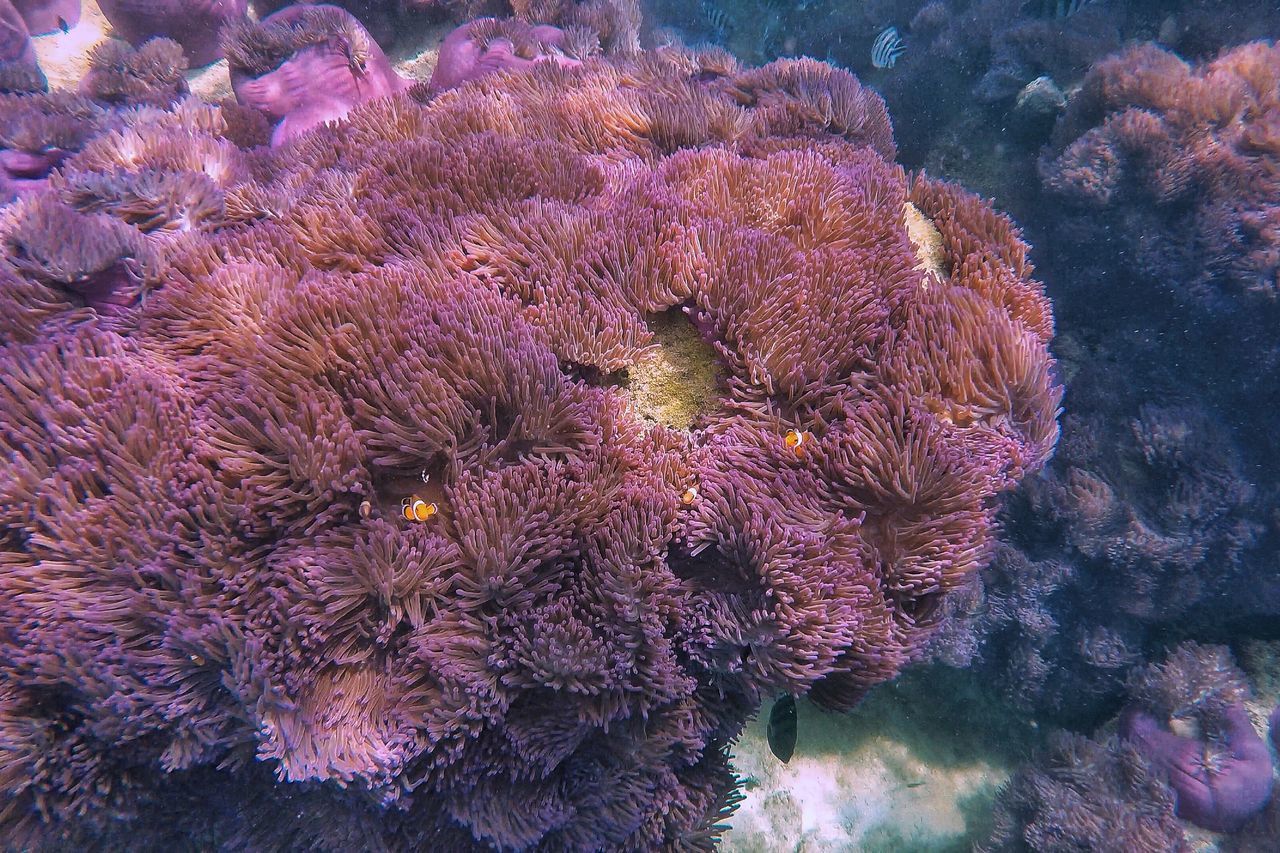 CLOSE-UP OF CORAL ON SEA