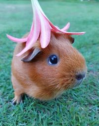 Close-up of a guinea pig on field