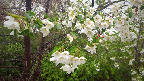 Close-up of white flowers