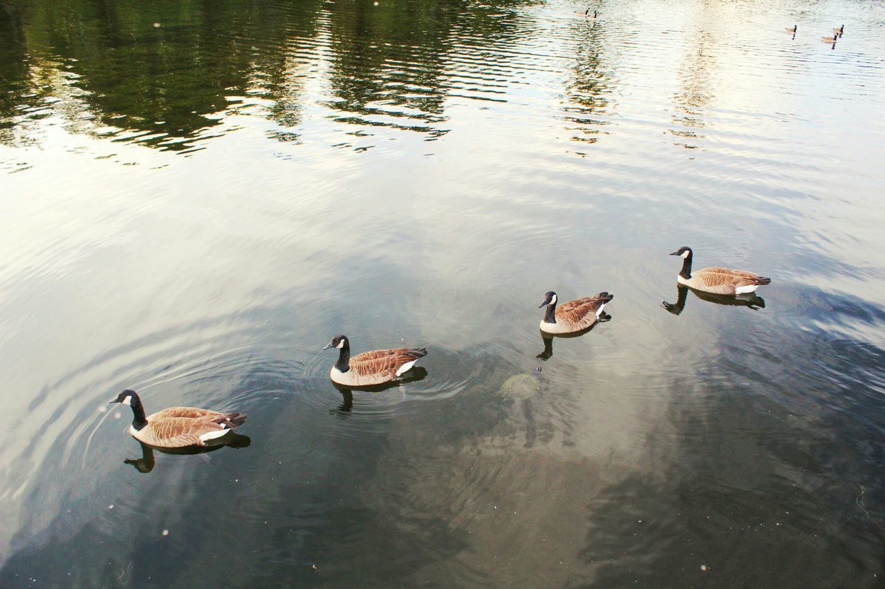 animal themes, water, animals in the wild, duck, lake, swimming, bird, wildlife, waterfront, high angle view, reflection, mallard duck, rippled, water bird, togetherness, two animals, animal family, floating on water, nature, medium group of animals