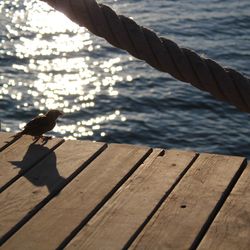 High angle view of man on pier over sea