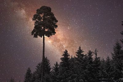 Low angle view of silhouette tree against sky at night