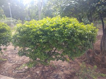 Plants growing on land