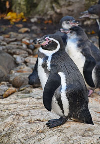 Close-up of penguins on rock