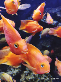 Close-up of fish swimming in sea