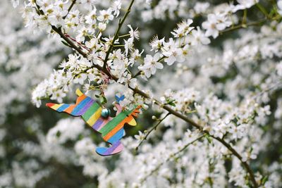 Close-up of cherry blossom tree