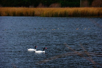 Swans swimming on lake