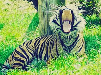 Close-up of zebras