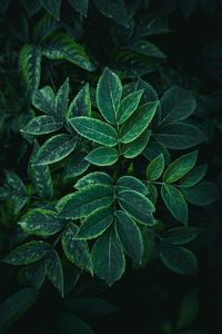 Beautiful abstract plant leaves in the garden