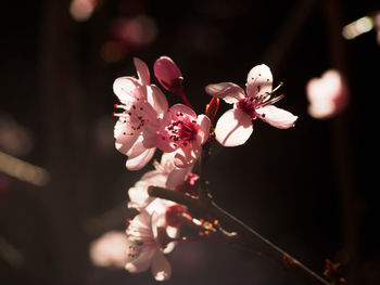 Close-up of white flowering plant