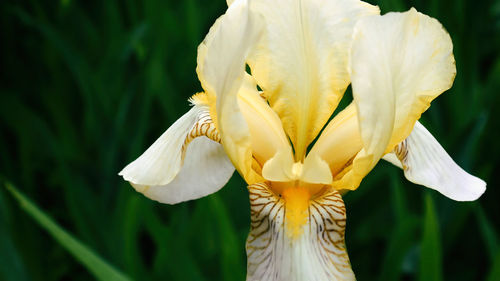 Close-up of flower blooming outdoors