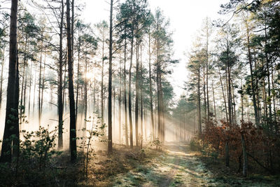 Trees in forest