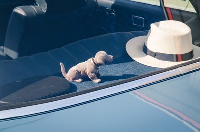 High angle view of toy dog and hat in car during sunny day