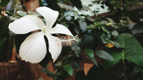 Close-up of white flower