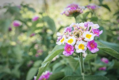 Close-up of purple flowers