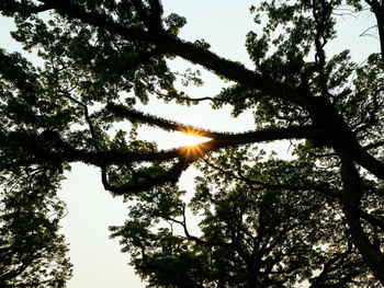 Low angle view of trees against sky