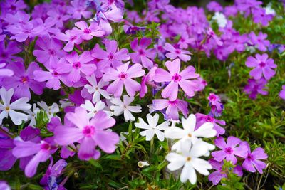 High angle view of purple flowers blooming in garden