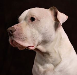 Close-up of a dog over black background