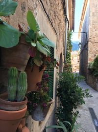 Potted plants against wall and house