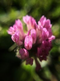 Close-up of pink flowers blooming outdoors