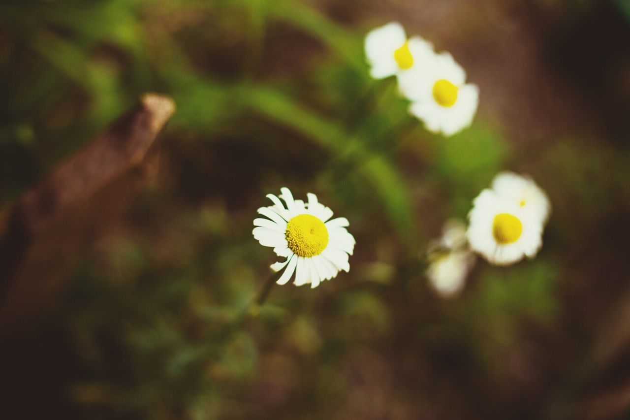 flower, petal, freshness, fragility, flower head, growth, beauty in nature, daisy, white color, yellow, blooming, focus on foreground, close-up, pollen, nature, selective focus, plant, single flower, in bloom, field