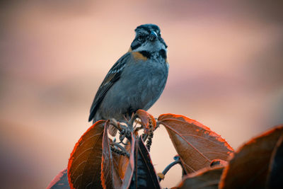 Close-up of bird perching on a wall