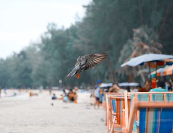 Bird flying over the beach