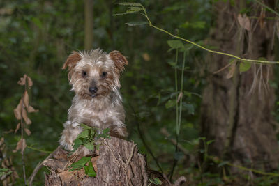 Portrait of a dog on land