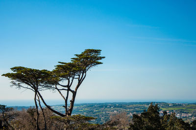 Bonsai tree on mountain against clear blue sky