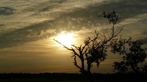 Silhouette tree on field against sky at sunset