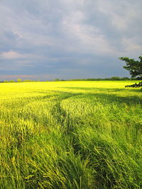 Scenic view of field against sky