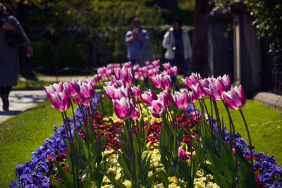 Purple flowers in lawn