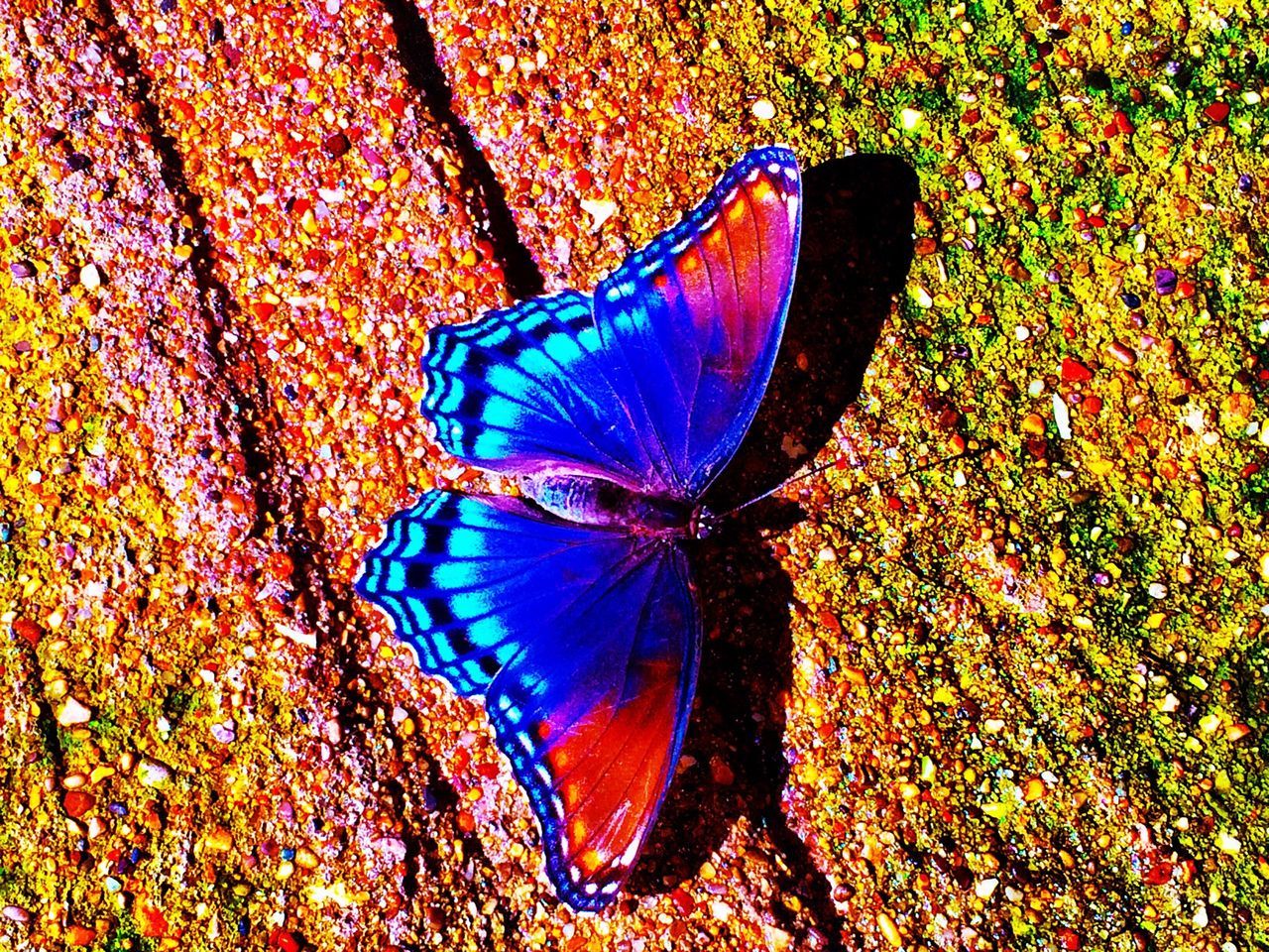 one animal, animal themes, animals in the wild, butterfly - insect, insect, wildlife, butterfly, beauty in nature, flower, nature, fragility, natural pattern, close-up, animal wing, blue, high angle view, purple, multi colored, outdoors, orange color