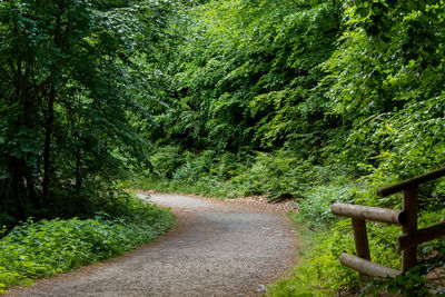 Road amidst trees in forest