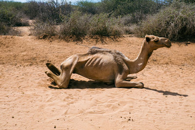 An exhausted camel on the road side in north horr, marsabit, kenya