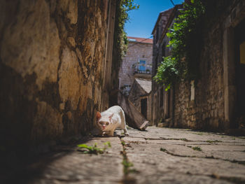 View of a cat