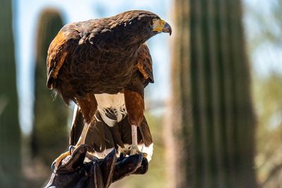 Close-up of eagle perching on branch