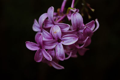 Close-up of pink flowering plant against black background