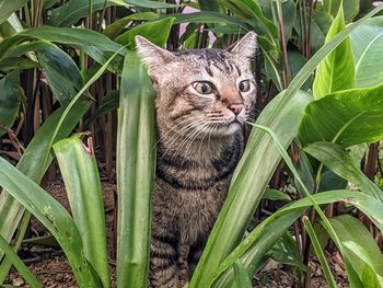 Cat in a field