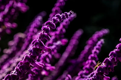 Close-up of purple flowering plant