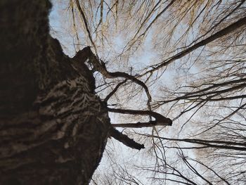 Close-up low angle view of tree
